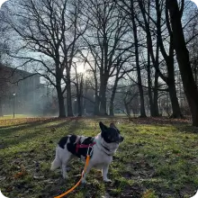 pies w parku