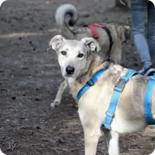 zdjęcie Chibo & Chana 2