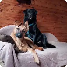 2 psy na kanapie